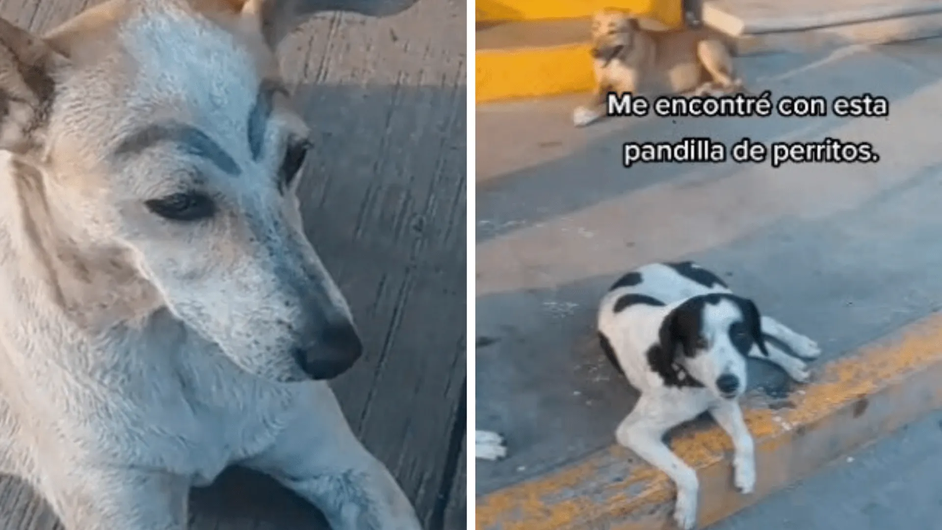 Perros callejeros son encontrados con cejas pintadas: unos ríen y otros condenan a quien lo hizo | Entretenimiento Cultura Pop | Univision Perros callejeros son encontrados con cejas pintadas: unos ríen y otros condenan a quien lo hizo | Entretenimiento Cultura Pop | Univision
