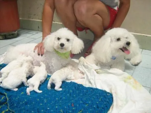Perritos french poodle mini toy en venta - Imagui Perritos french poodle mini toy en venta - Imagui