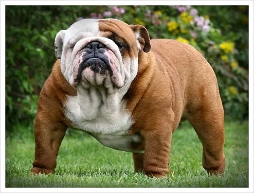 Perros chatos bebés - Imagui
