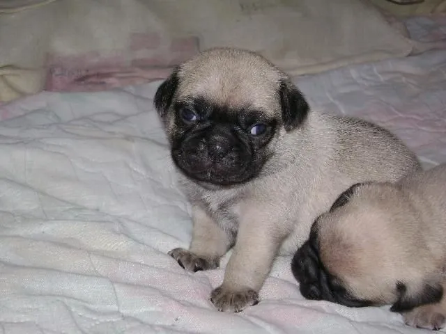 Imagenes de perros CHATOS - Imagui