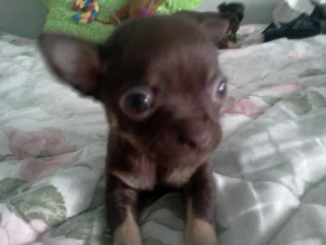 perros Chihuahua (3500$). en Nezahualcóyotl perros Chihuahua (3500$). en Nezahualcóyotl