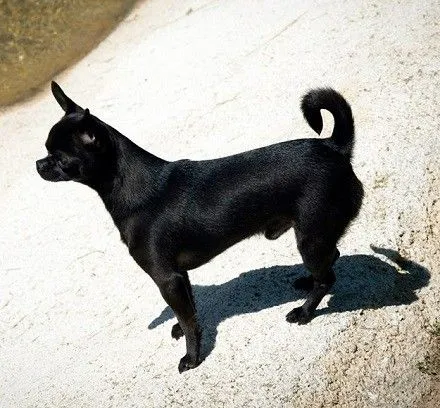 Perros chihuahuas negros - Imagui