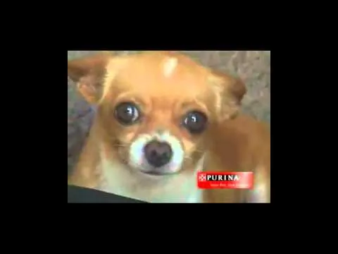 Perros Chihuahua Pequeños de Bolsillo Videos De Chihuahua Razas de ... Perros Chihuahua Pequeños de Bolsillo Videos De Chihuahua Razas de ...