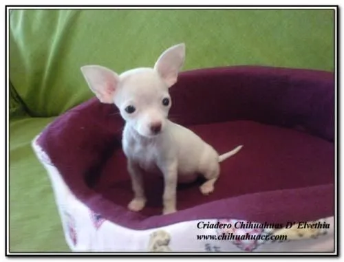 Perros chihuahua - San José, Costa Rica - Animales / Mascotas