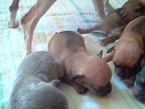 perros chihuahueños recien nacidos 12 dias - YouTube