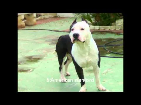 Los perros mas chingones para pelear - YouTube Los perros mas chingones para pelear - YouTube