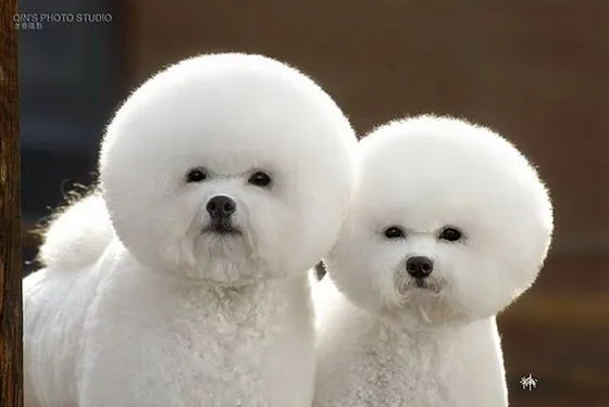 Bichon-Frise.jpg