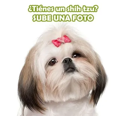 Shih Tzu | Web sobre los perros shih tzus