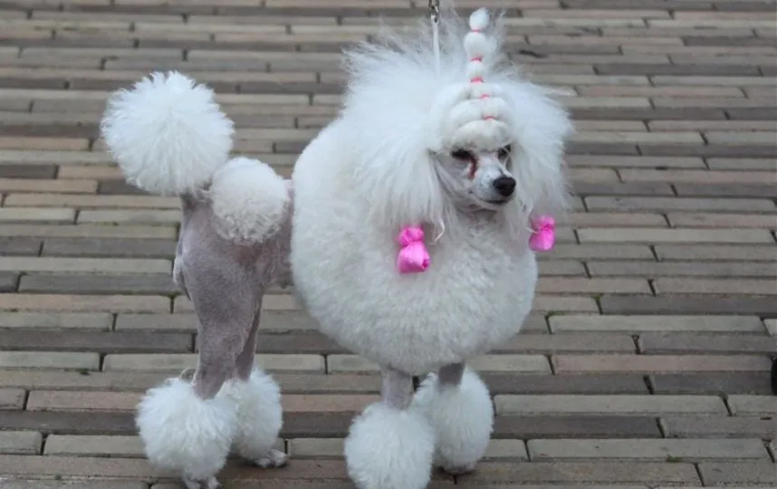 Perros con el corte de pelo más horrible y feo del mundo Perros con el corte de pelo más horrible y feo del mundo