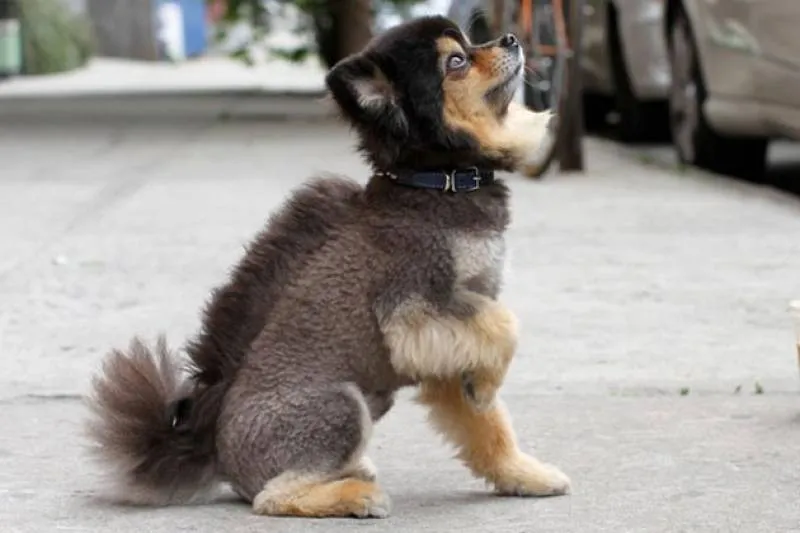 Perros con el corte de pelo más horrible y feo del mundo Perros con el corte de pelo más horrible y feo del mundo