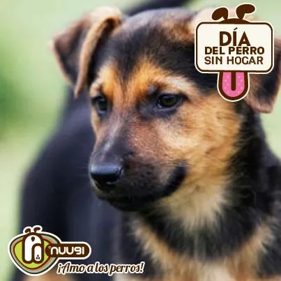 Los Perros Criollos sin HogarNuugi