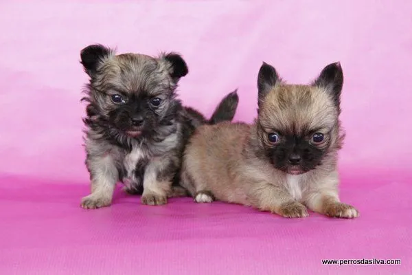 Perros Dasilva Cachorros de Chihuahua de Pelo Largo - Camada S ...