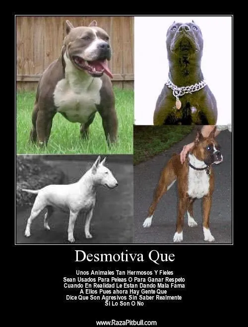 Frases sobre los perros pitbull - Imagui