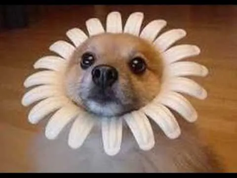 Perros con disfraces