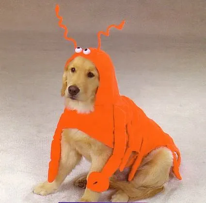 Perros Disfrazados | Ainis