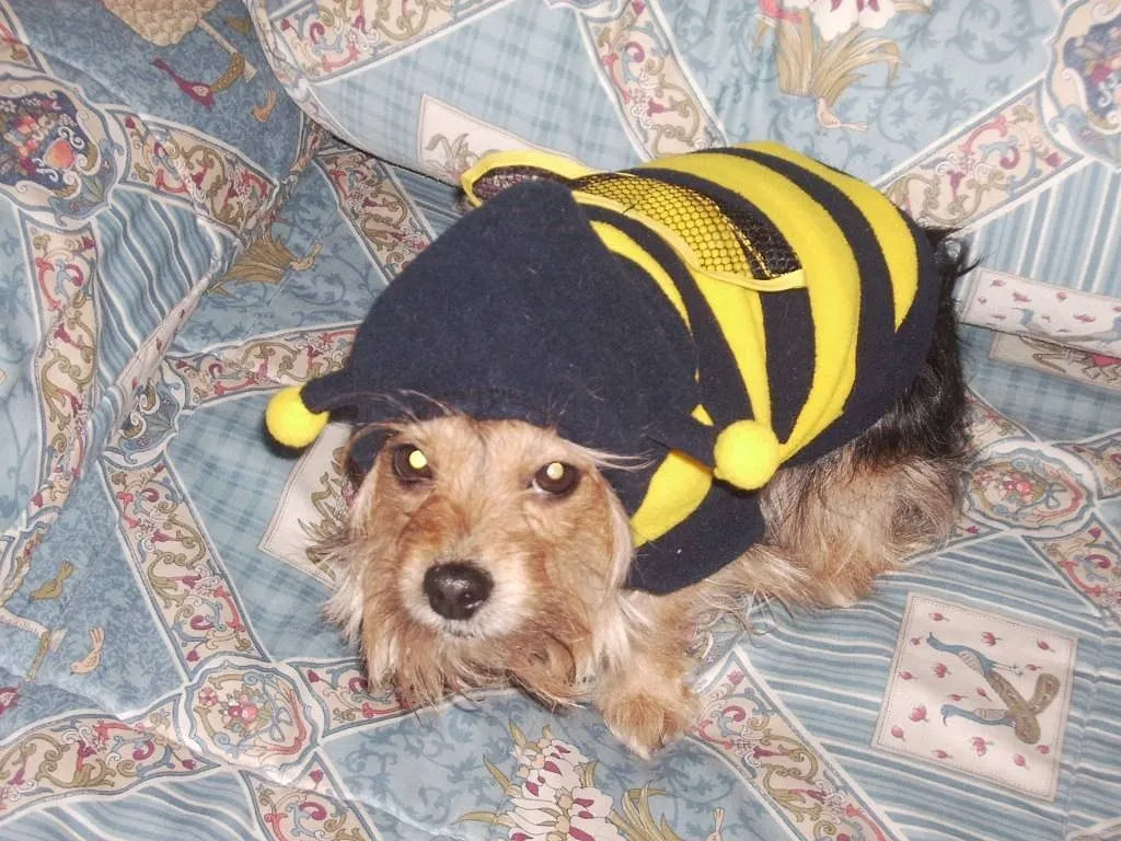 perros disfrazados | Cuidar de tu gato es facilisimo.