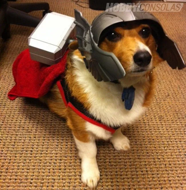 Perros disfrazados de Superheroes