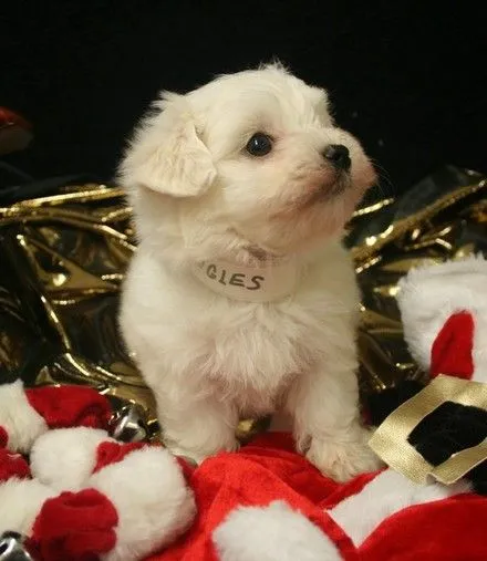 Perros Felices : Regalar en Navidad a un Perrito? Perros Felices : Regalar en Navidad a un Perrito?