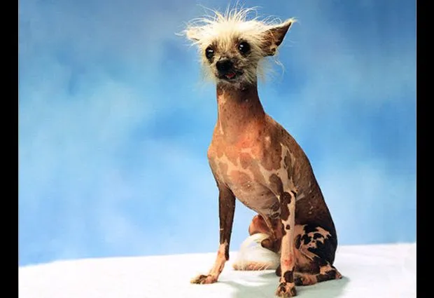 Los perros más feos del mundo: Vea 10 de los casos más llamativos ... Los perros más feos del mundo: Vea 10 de los casos más llamativos ...