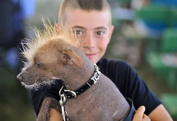 Los perros más feos del mundo: Vea 10 de los casos más llamativos ... Los perros más feos del mundo: Vea 10 de los casos más llamativos ...