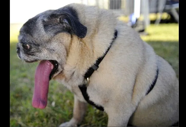 Los perros más feos del mundo: Vea 10 de los casos más llamativos ...