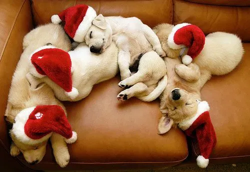 Por que los perros también festejan Navidad - Taringa! Por que los perros también festejan Navidad - Taringa!