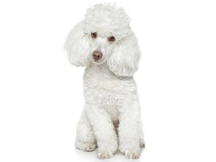 Perros French Poodle | ideales para niños | Caniche Toys Perros French Poodle | ideales para niños | Caniche Toys