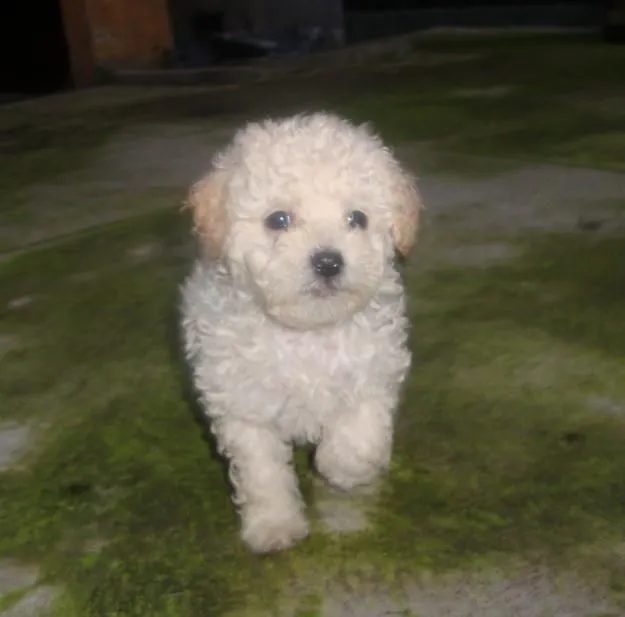 Perros de raza french poodle - Imagui