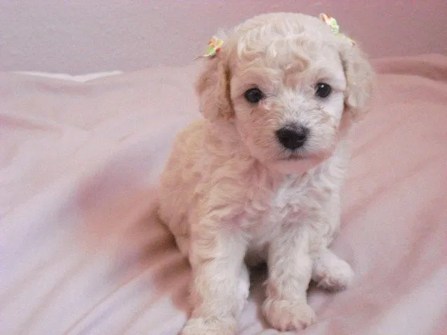 De perritos de french poodle - Imagui