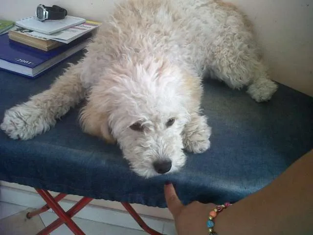 Regalo perro de 7 meses educado y con vacunas al dia frespuder ... Regalo perro de 7 meses educado y con vacunas al dia frespuder ...