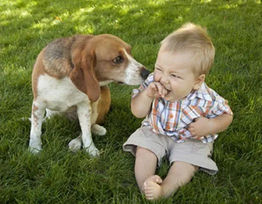 Perros y gatos buenos para los bebés? - Cuerpo y Mente