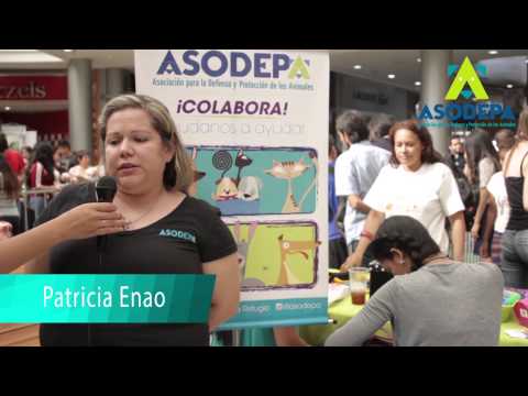 Perros y gatos buscan un nuevo hogar, jornada de adopciones de ... Perros y gatos buscan un nuevo hogar, jornada de adopciones de ...