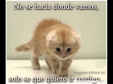 Perros y gatos con frases - YouTube