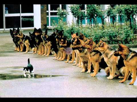 Perros y gatos graciosos - YouTube