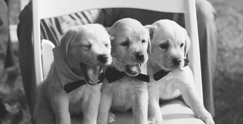 perros gif | Tumblr