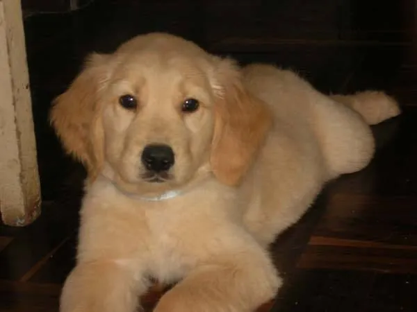 Bebés golden - Imagui
