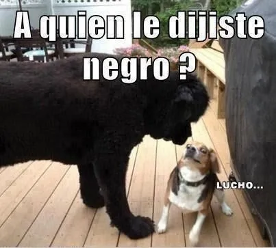 perros graciosos - Buscar con Google | perros | Pinterest ... perros graciosos - Buscar con Google | perros | Pinterest ...