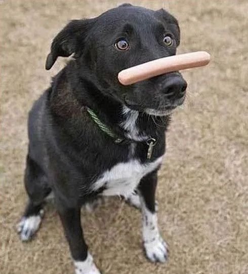 Perros graciosos fotos - Imagui
