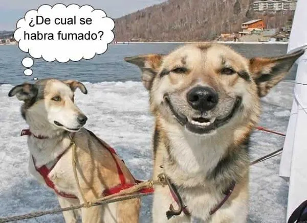 Perros Graciosos y Tiernos + info - Taringa! Perros Graciosos y Tiernos + info - Taringa!