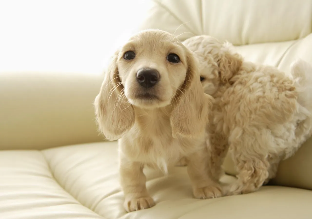 Perros - Hermosos Fondos de Pantalla de Encantadores Perros ... Perros - Hermosos Fondos de Pantalla de Encantadores Perros ...