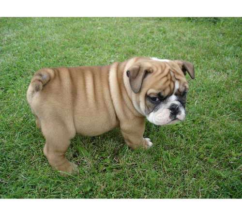 Los perros más hermosos! - Taringa!