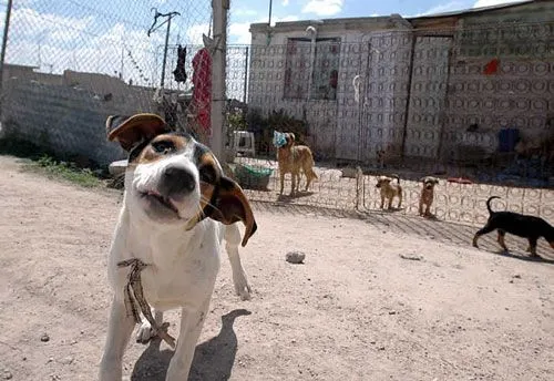 perros sin hogar | ☆ Have U had your Adi today? ☆ perros sin hogar | ☆ Have U had your Adi today? ☆