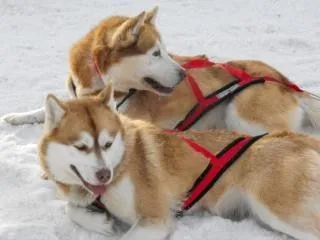 perros husky | Descargar Fotos gratis