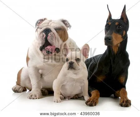 tres perros juntos aislados sobre fondo blanco - bulldog inglés ...
