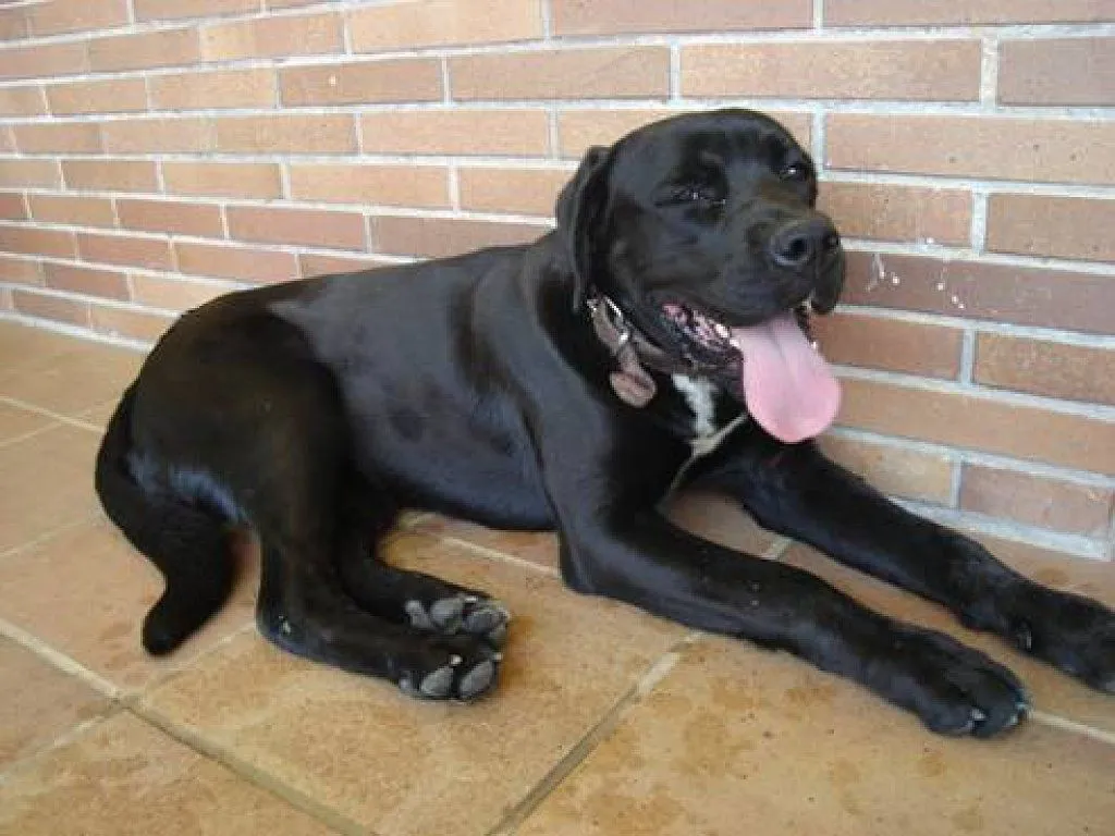 LABRADOR NEGRO PERDIDO, LO TENGO EN CASA | Cuidar de tu perro es ...