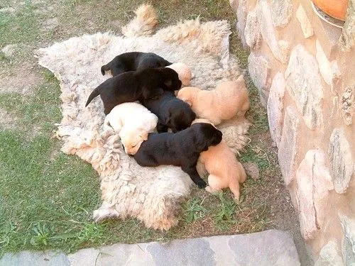 Perros recién nacidos - Imagui