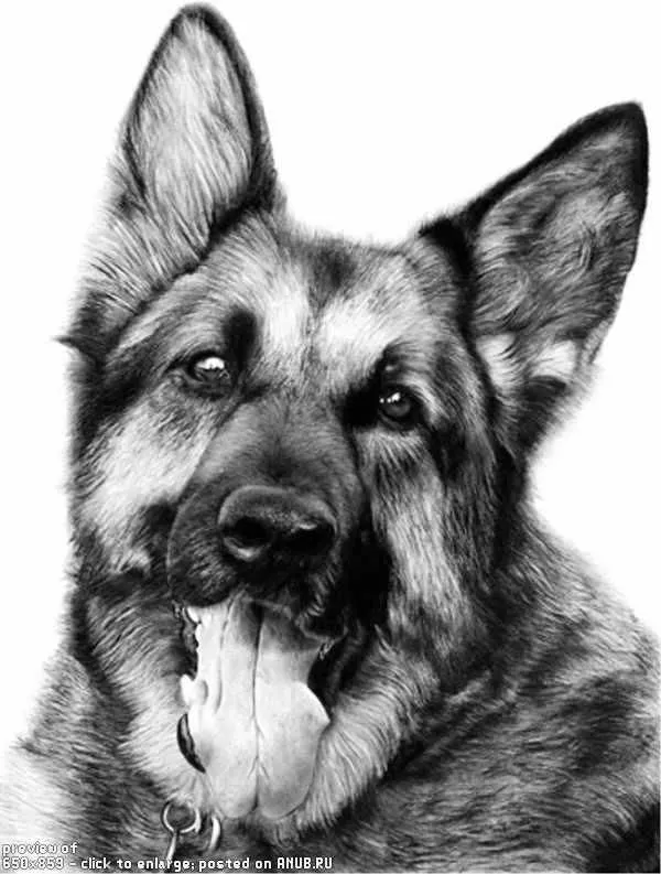 Perros lápiz