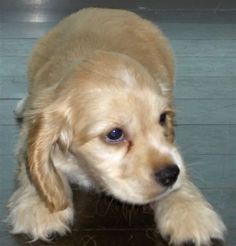 Los perros mas lindos! - Taringa!