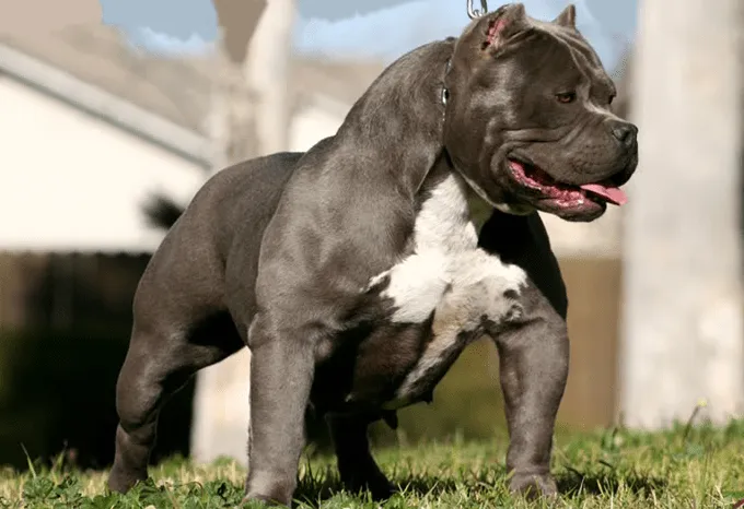 Los perros llamados Bullys, ¿Son realmente American Pitbull ...