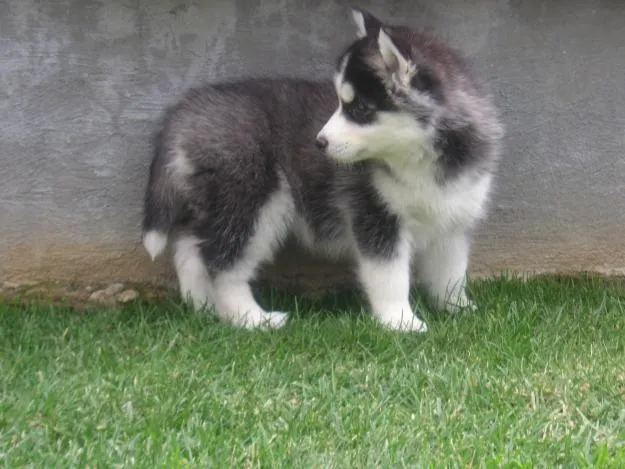 Perros lobos siberianos bebés - Imagui